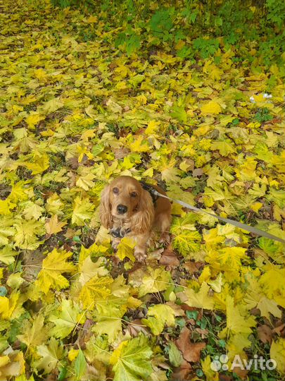 Вязка английский кокер спаниель