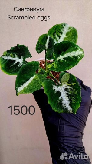 Сингониум Яичница