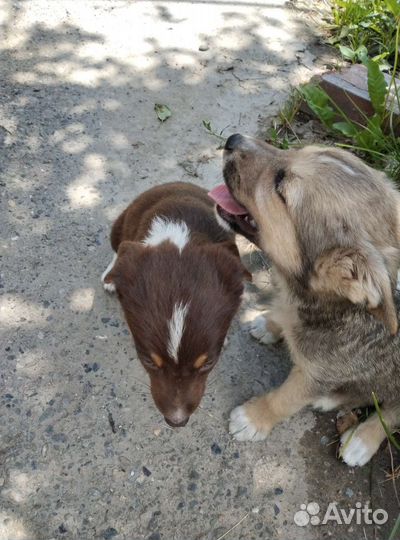 Щенок в добрые руки