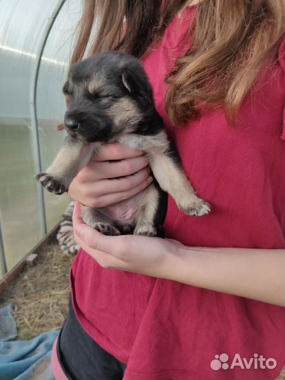 Щенки волкособы