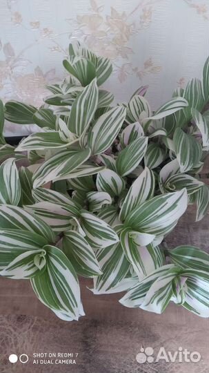 Традесканция бело-зеленая