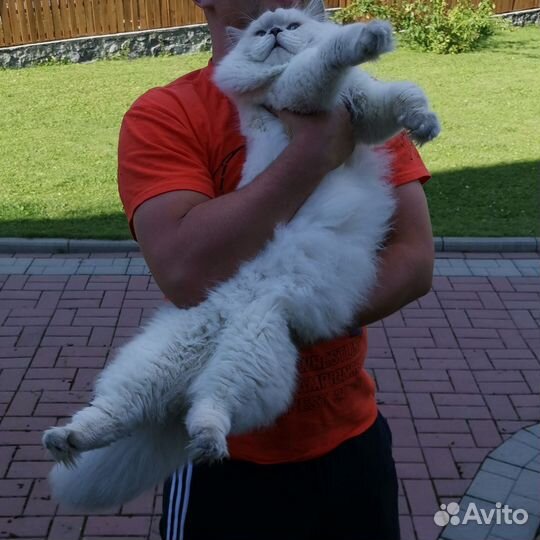 Шотландский кот на вязку