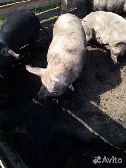 Супоросная свиноматка