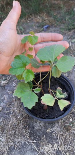 Декоративный виноград