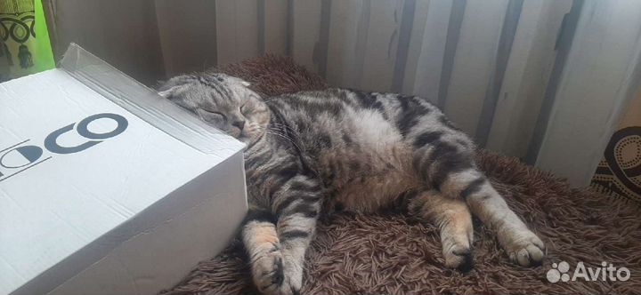 Шотландский кот вязка