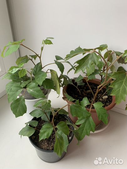 Циссус березка