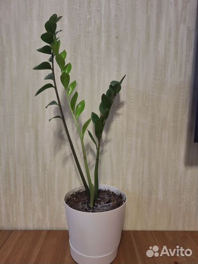 Замиокулькас