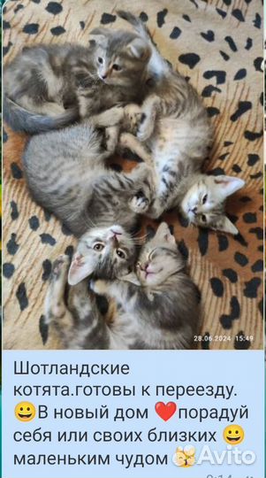 Шотландские котята 500