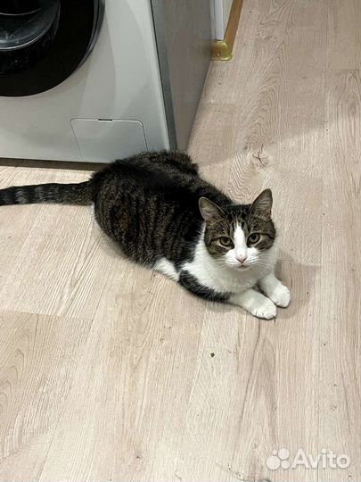 Кошка бесплатно