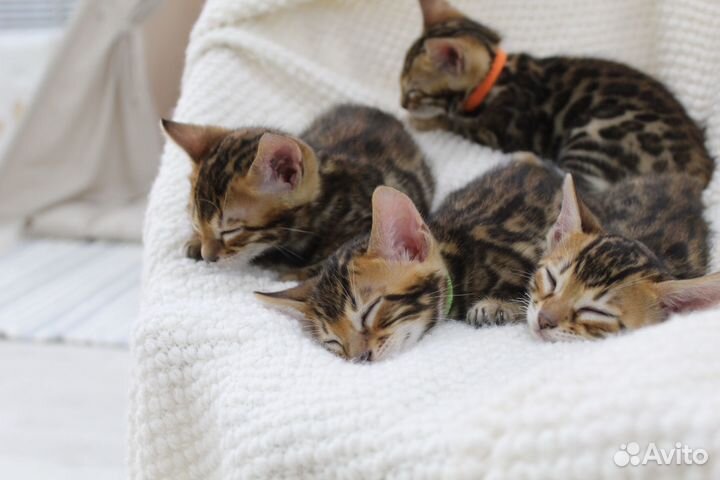 Бенгальские котята