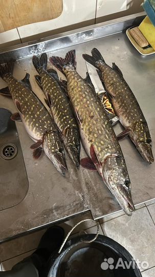 Рыбалка на р.Дейма