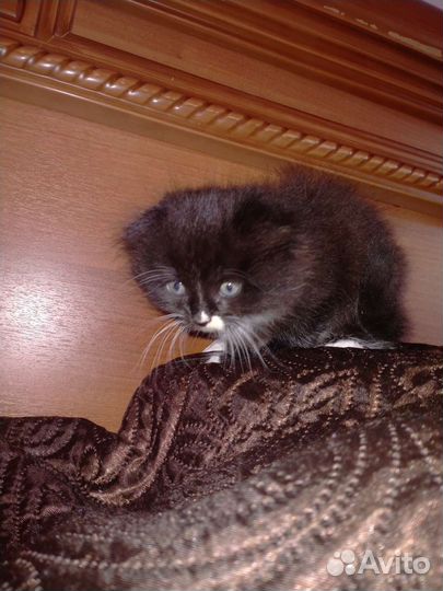 Шотландские котятки