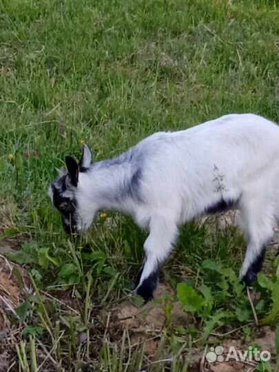Козлята на племя
