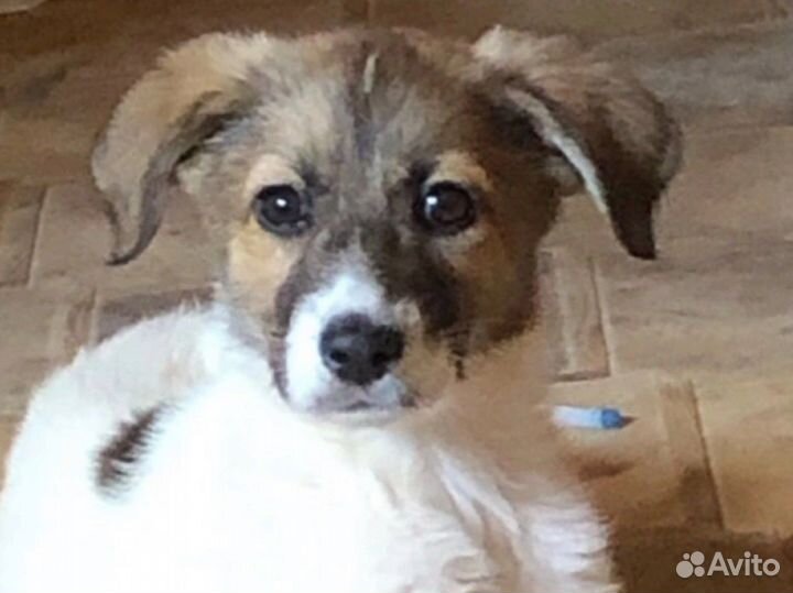 Отдам в хорошие руки щенка,девочка