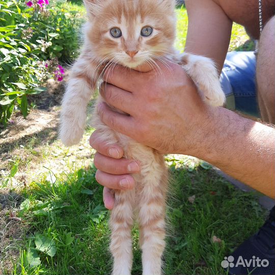 Котята коты кошки