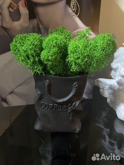 Мох живой в кашпо из глины ручной работы новое