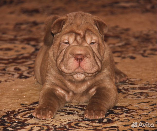 Шарпей, Ваш Друг и Компаньон