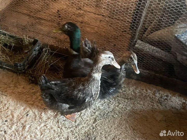 Мускусные утки семья