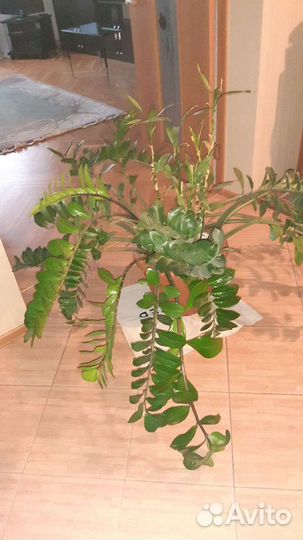 Замиокулькас шикарный