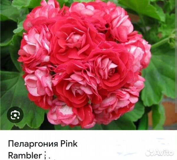Пеларгония герань сортовая