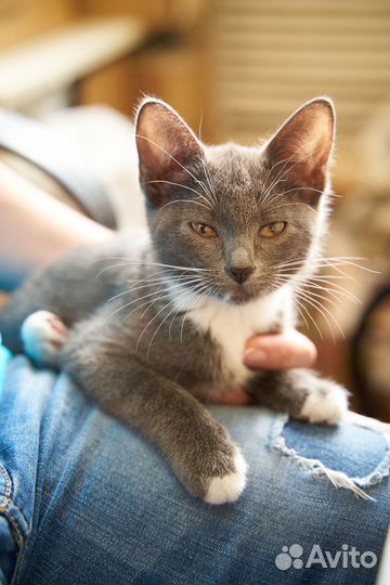 Кошка в дар бесплатно