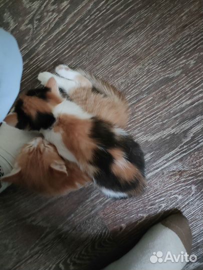 Котята ищут дом