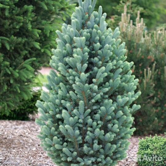 Picea pungens Iseli Fastigiate 45см