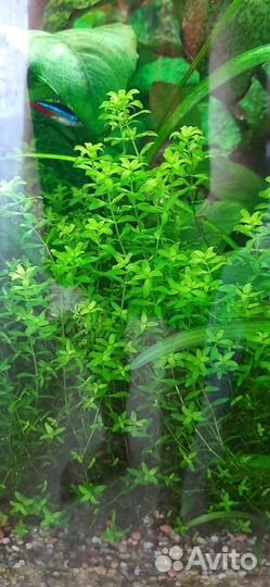 Аквариумные растения