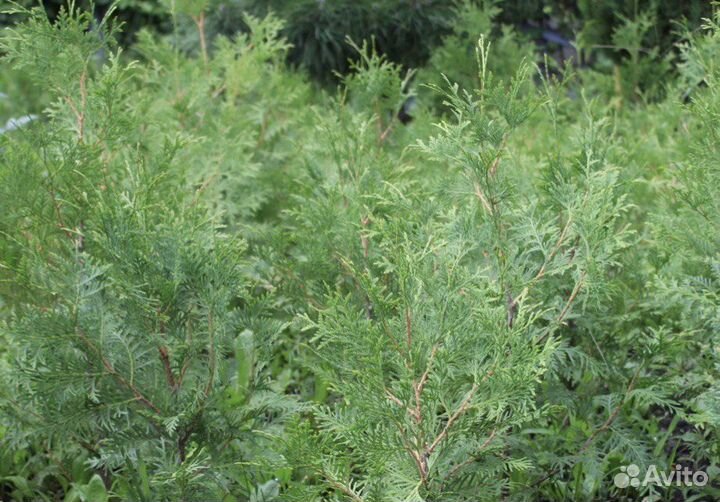 Туи Брабант оптом