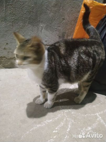 Кошка в дар бесплатно