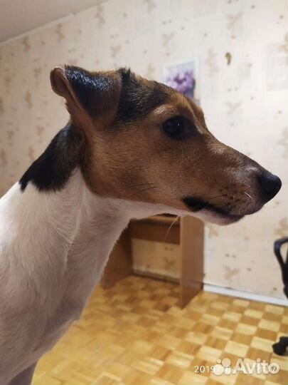 Вязка Джек Рассел терьер