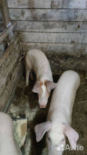 Продам свиней