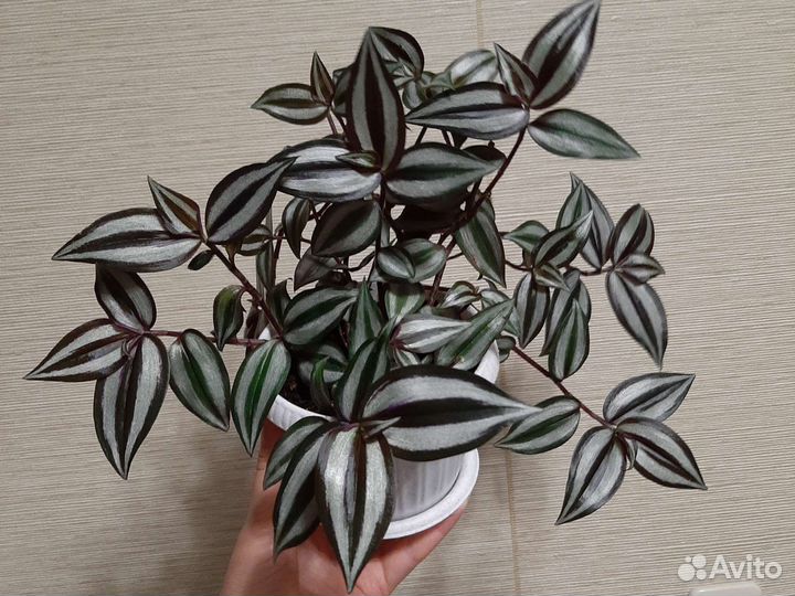 Традесканция зебрина в горшке