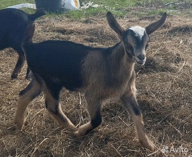 Альпийские козлята, козёл продажа, обмен