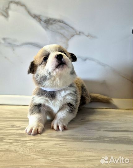 Щенки вельш-корги пемброк