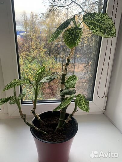 Диффенбахия рефлектор