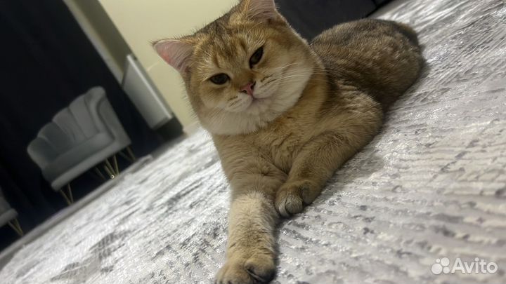 Шотландский кот