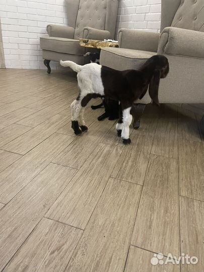 Камори 100 проц козлята и козы