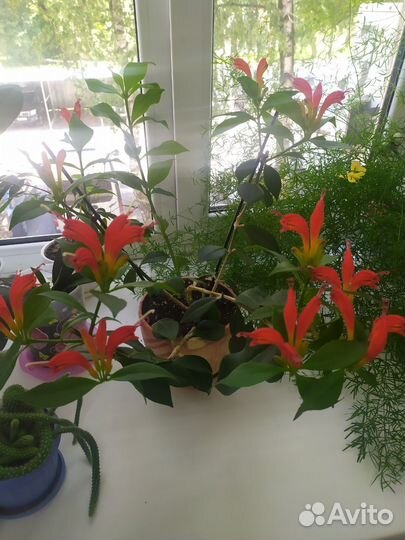 Эсхинантус