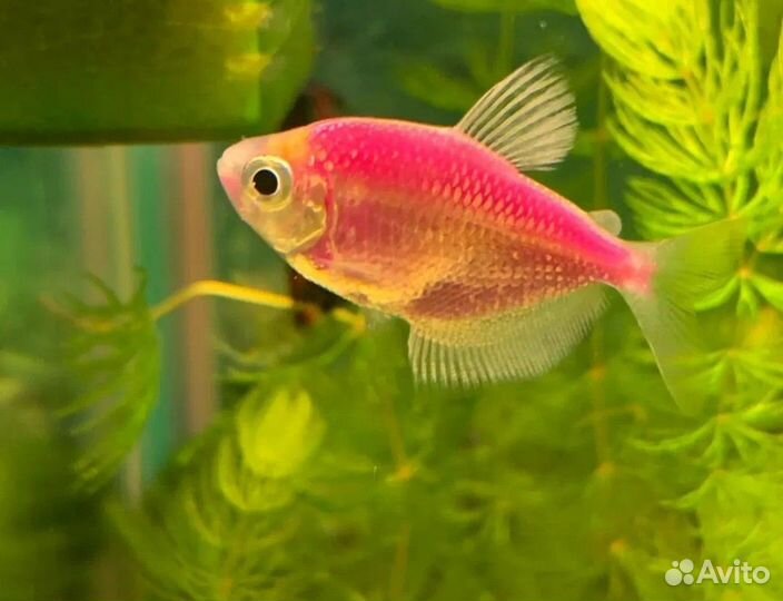 Рыбки тернеция,гуппи