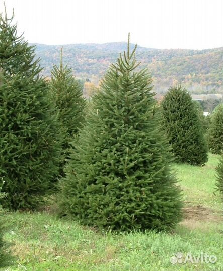 Ель обыкновенная