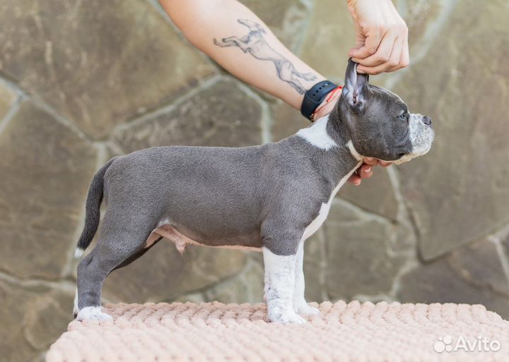 Американский булли - кобель покет