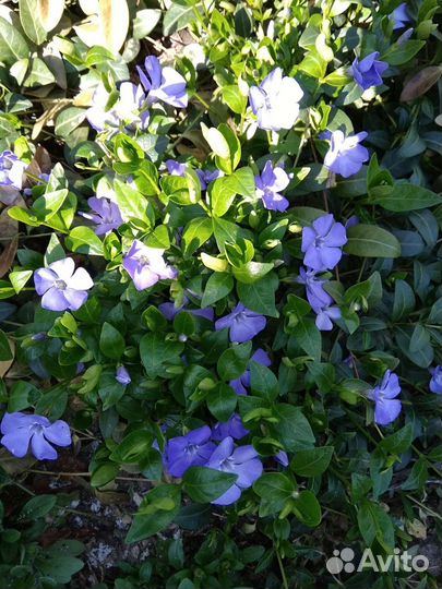 Многолетние цветы, луковичные