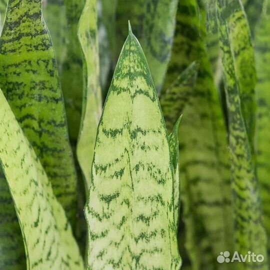 Сансевьера