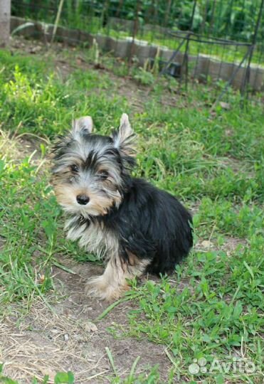 Мальчик Йоркширский терьер