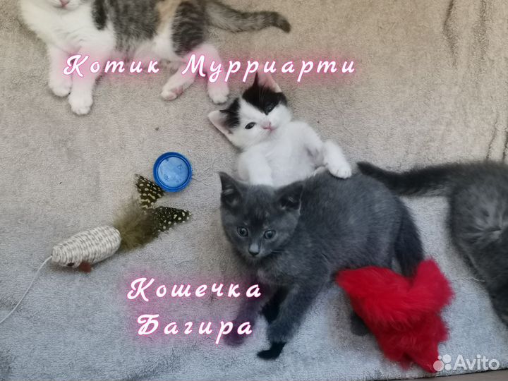 Котята в добрые руки