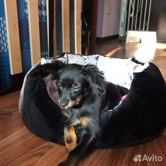 Русский той-терьер mini