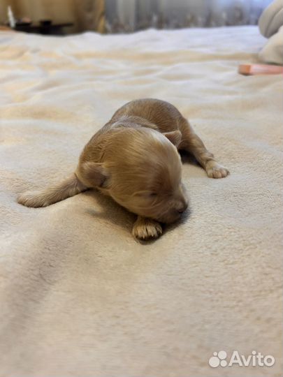 Продам мальтипу