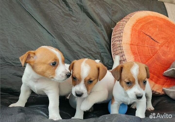 Щенки/Мини Джек Рассел терьер