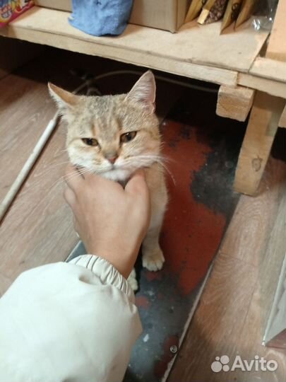 Кошка в добрые руки